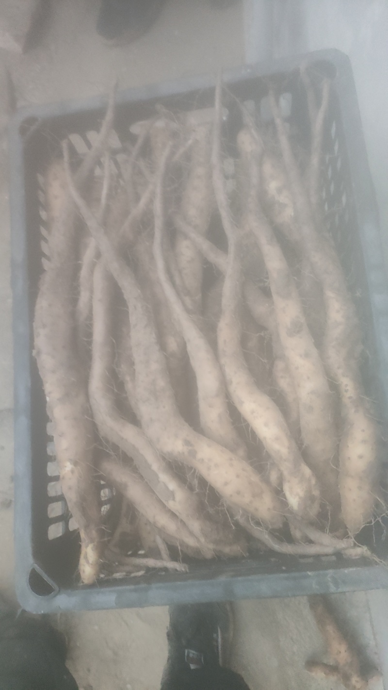 一级白玉山药豆苗