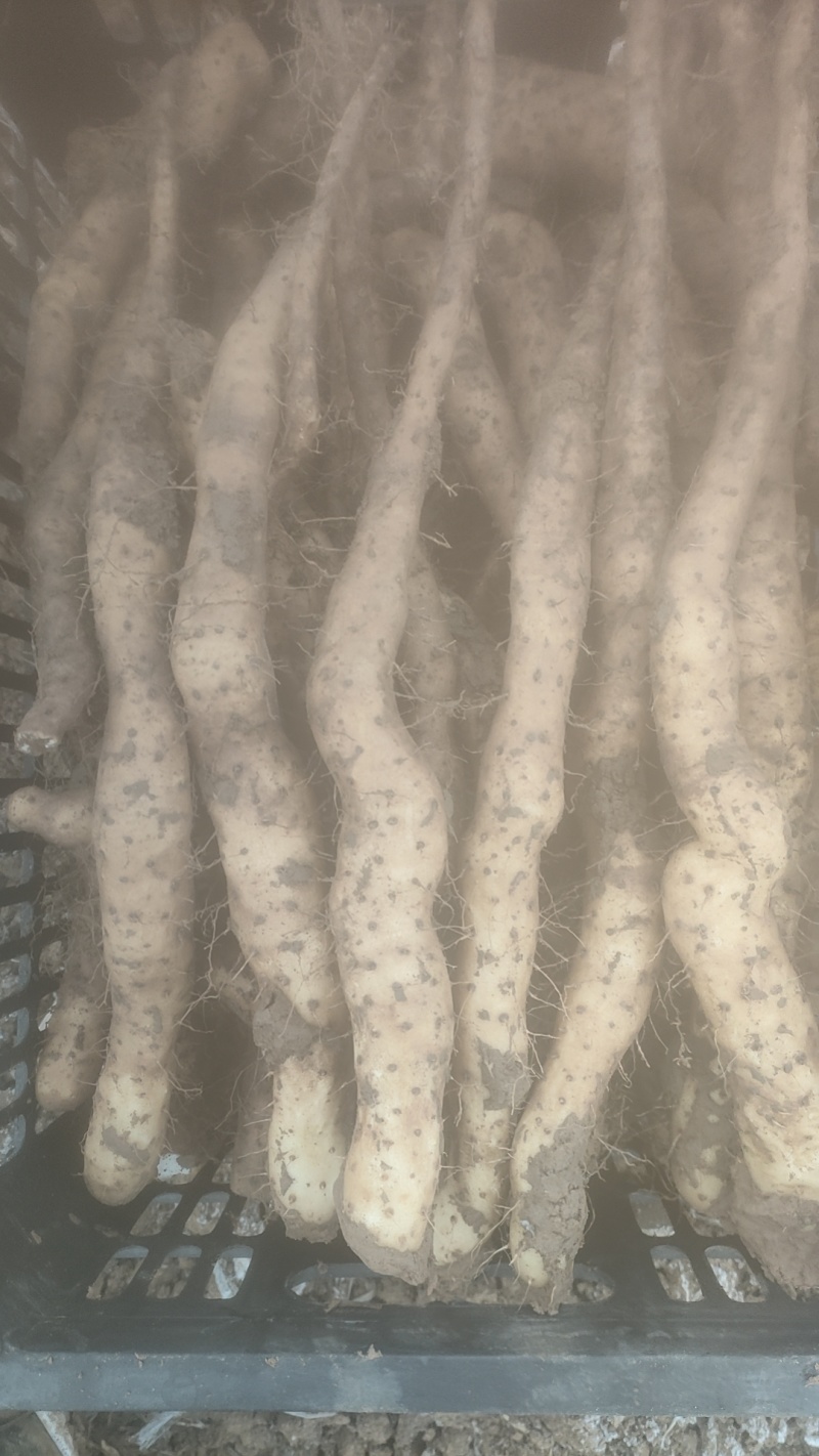 一级白玉山药豆苗