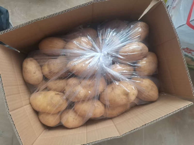 【平台推荐】山东荷兰土豆精品土豆袋装箱装保证质量
