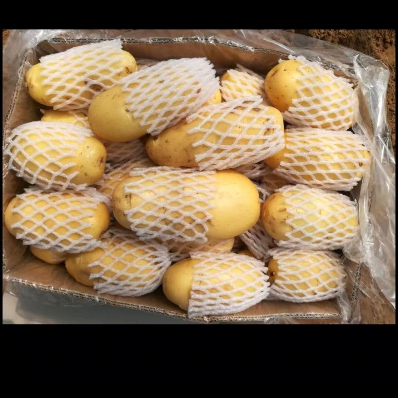 【平台推荐】山东荷兰土豆精品土豆袋装箱装保证质量
