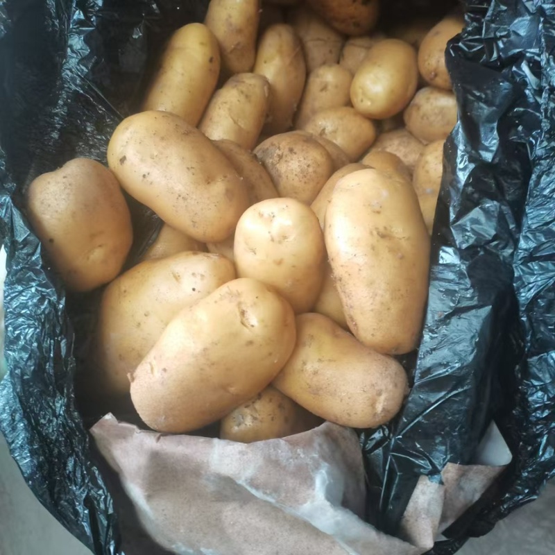 【精选】供应荷兰系列土豆货源充足保证质量土豆