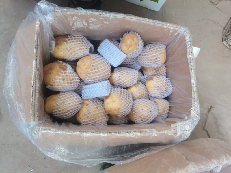 【精选】供应荷兰系列土豆货源充足保证质量土豆
