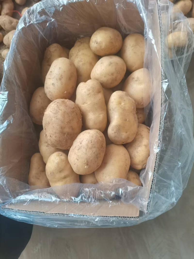 【精选】供应荷兰系列土豆货源充足保证质量土豆