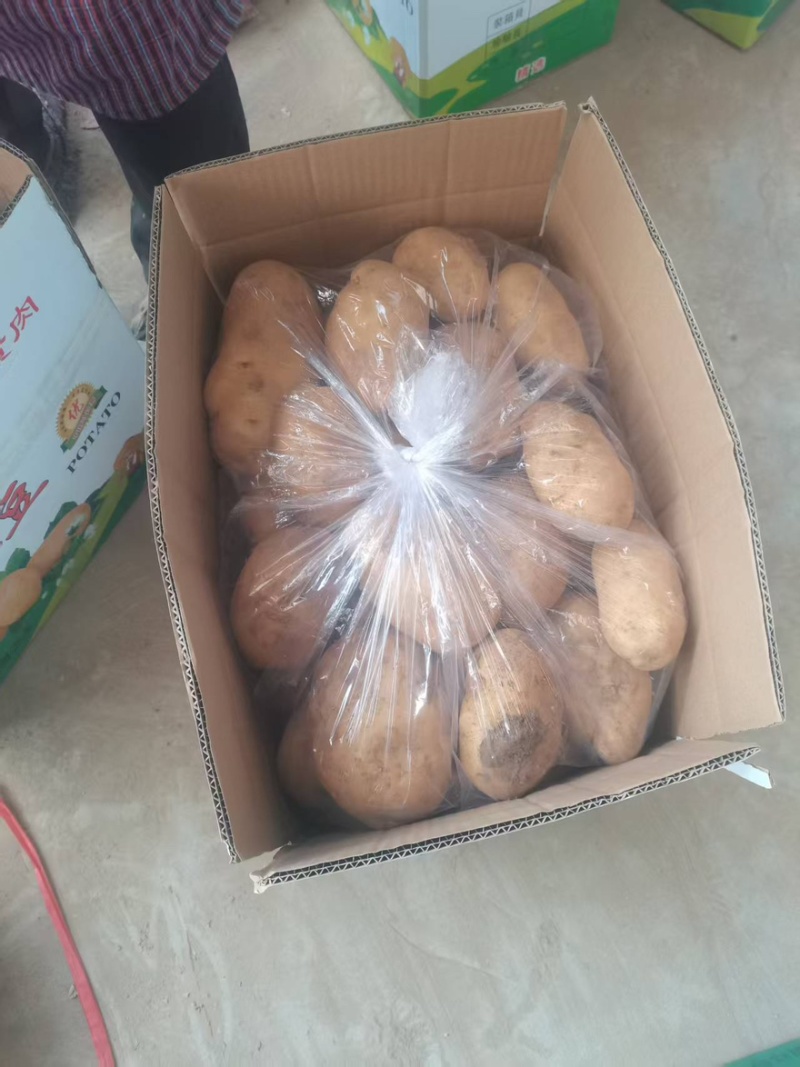 山东土豆荷兰系列土豆产地直发货源充足