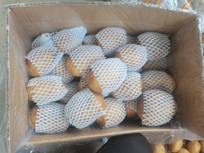 山东优质黄心土豆品种优良现挖现发质优价廉量大从优