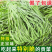 云南大理贡菜干-产地直发-量大从优-脆脆可口
