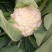 四川有机花菜，小米花一手货欢迎各大电商超市来电洽谈