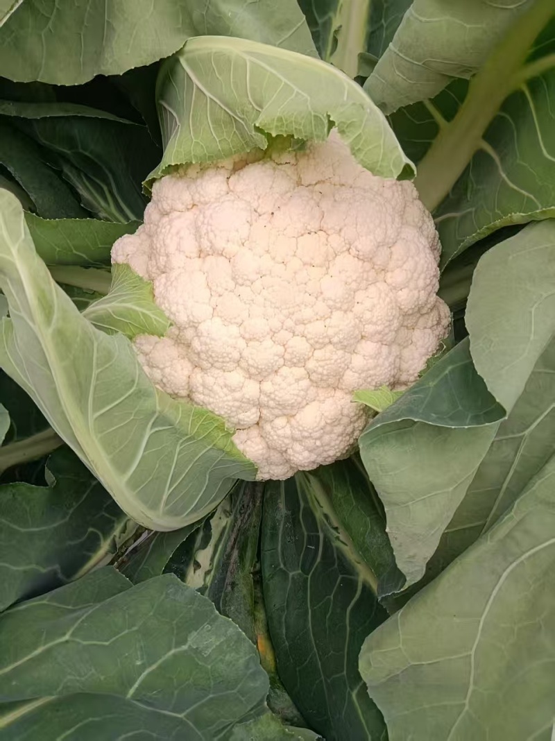 四川有机花菜，小米花一手货欢迎各大电商超市来电洽谈