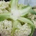 四川有机花菜，小米花一手货欢迎各大电商超市来电洽谈
