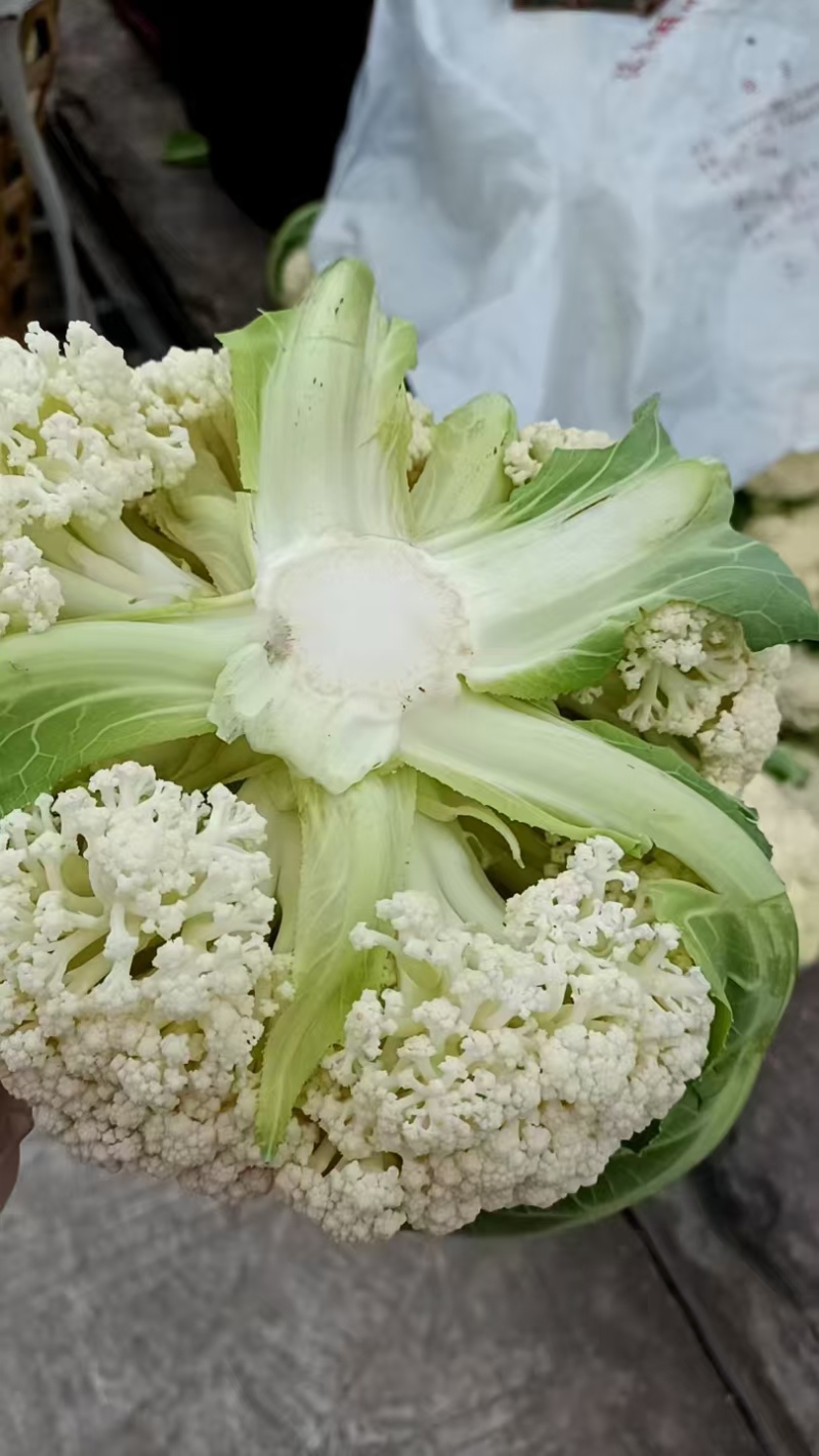 四川有机花菜，小米花一手货欢迎各大电商超市来电洽谈