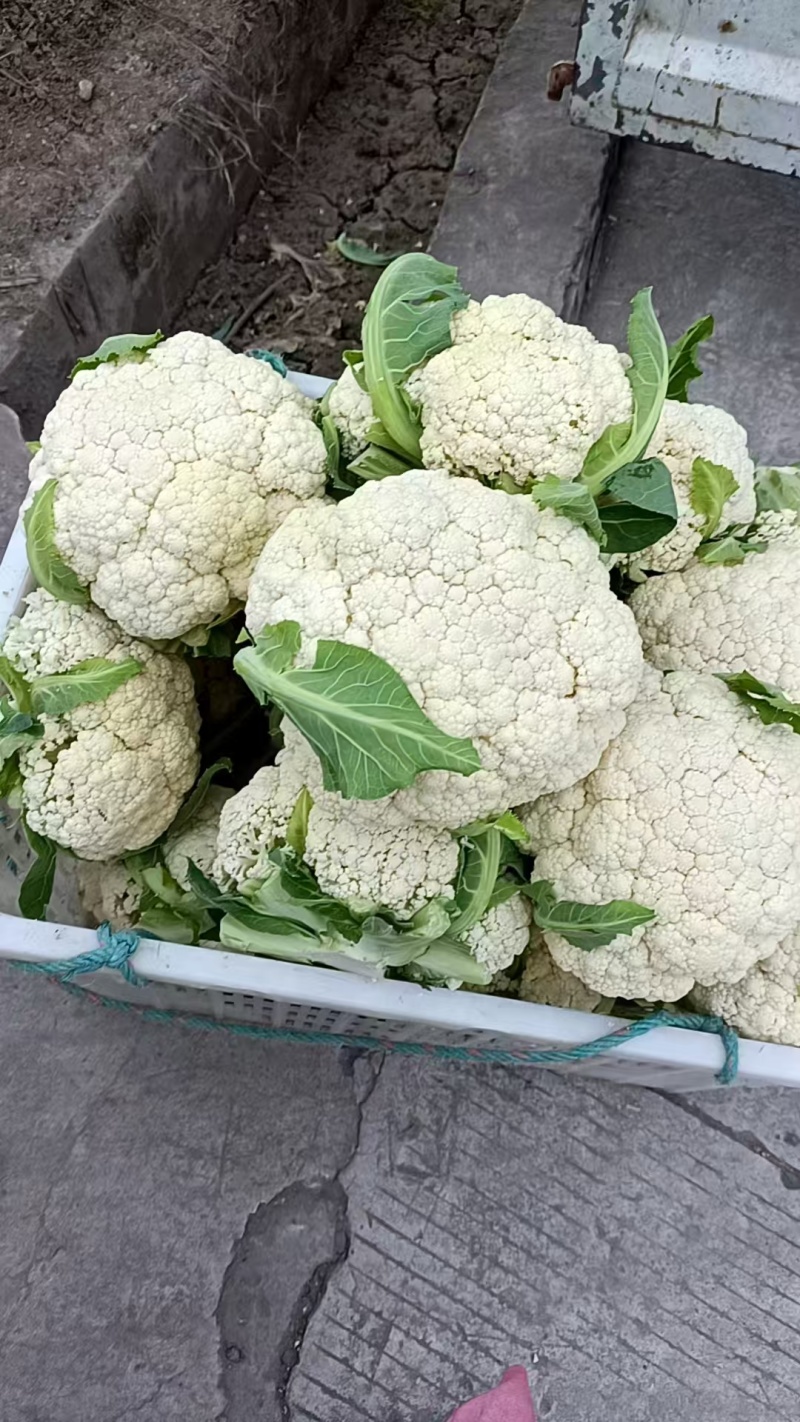 四川有机花菜，小米花一手货欢迎各大电商超市来电洽谈