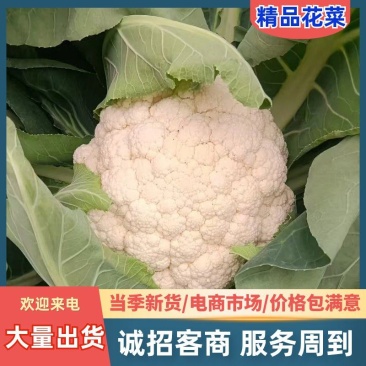 四川有机花菜，小米花一手货欢迎各大电商超市来电洽谈