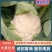 四川有机花菜，小米花一手货欢迎各大电商超市来电洽谈