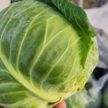 圆包菜产地直发，精品圆包菜，大量有货，价格优惠