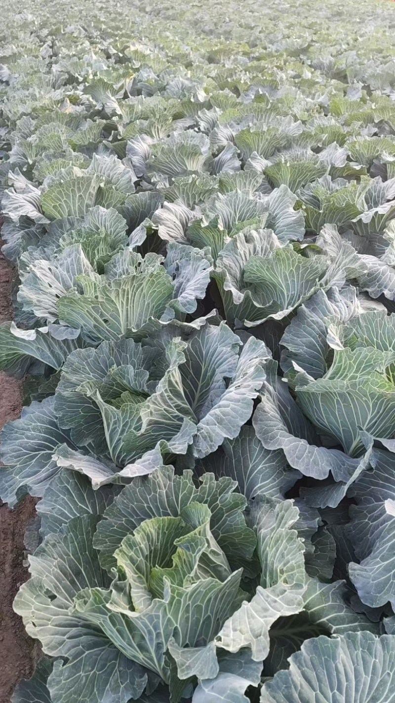 圆包菜产地直发，精品圆包菜，大量有货，价格优惠