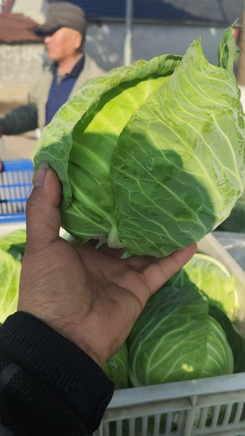 圆包菜产地直发，精品圆包菜，大量有货，价格优惠