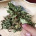 蛤蟆草中药材正品蟾蜍草新鲜现挖整棵晒干带根蛤蟆皮草