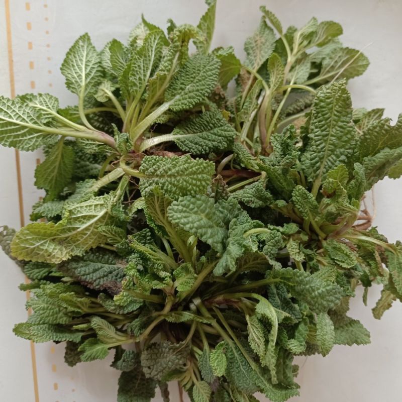 蛤蟆草中药材正品蟾蜍草新鲜现挖整棵晒干带根蛤蟆皮草
