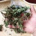 蛤蟆草中药材正品蟾蜍草新鲜现挖整棵晒干带根蛤蟆皮草