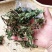 蛤蟆草中药材正品蟾蜍草新鲜现挖整棵晒干带根蛤蟆皮草