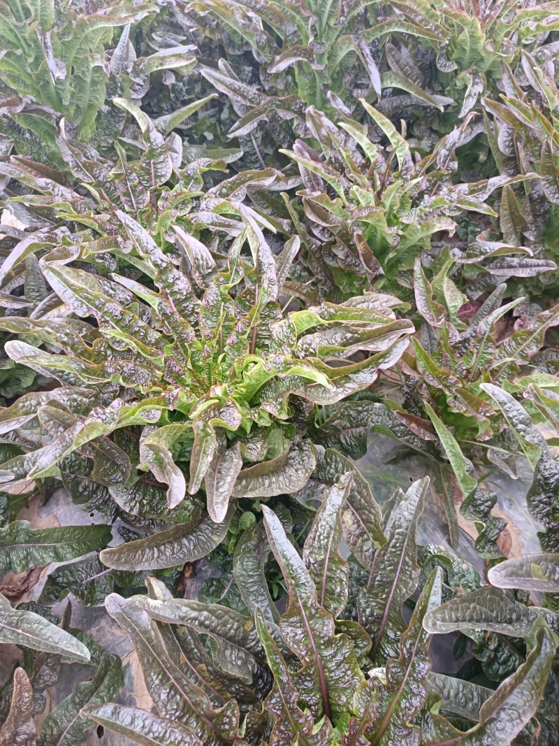 湖南红叶香窝笋供货量大新鲜发货欢迎进店对接全国