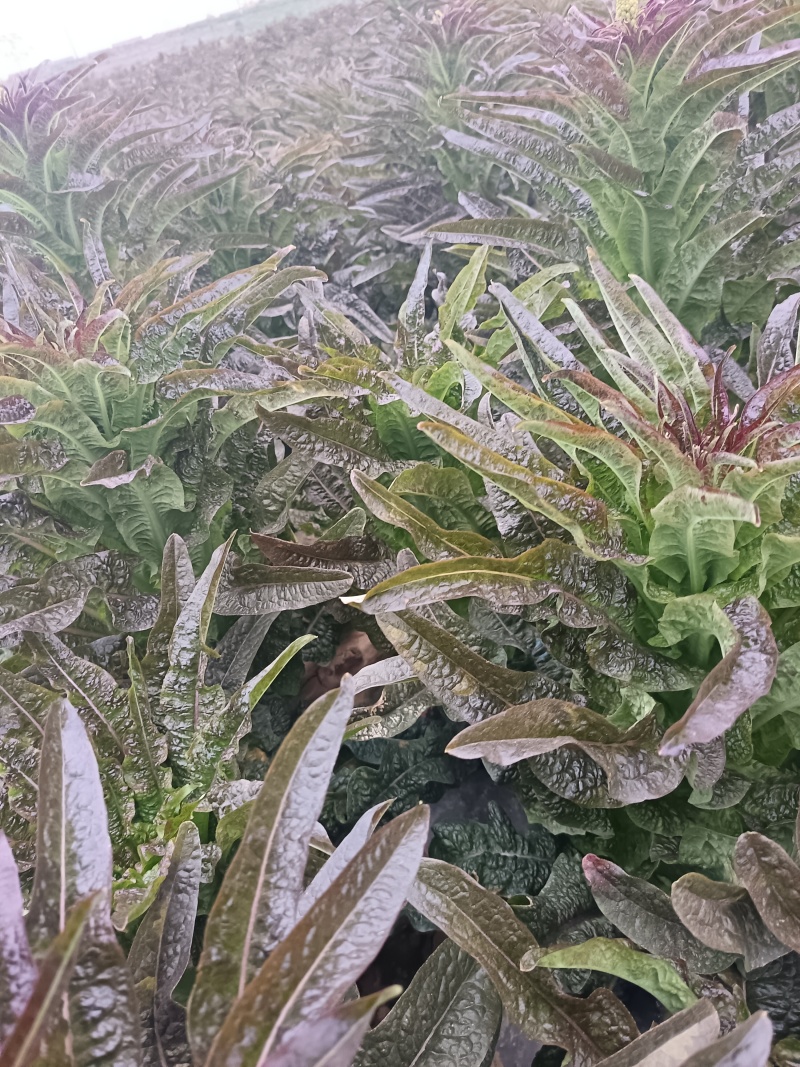 湖南红叶香窝笋供货量大新鲜发货欢迎进店对接全国
