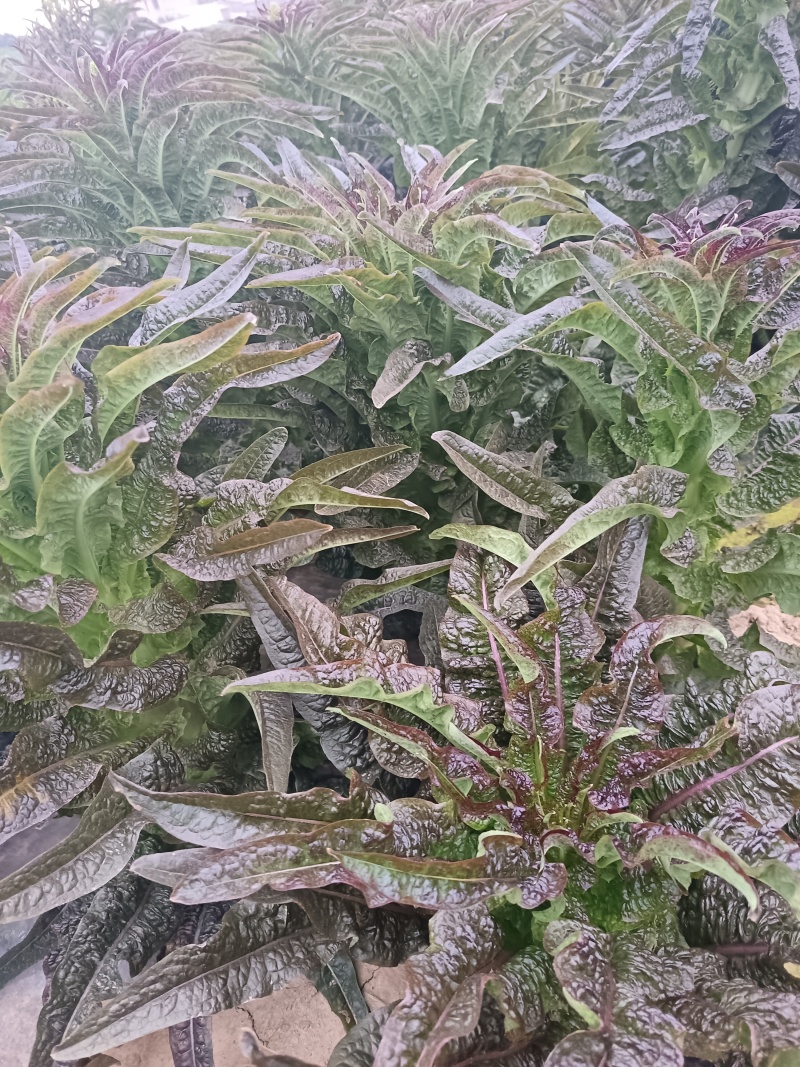 湖南红叶香窝笋供货量大新鲜发货欢迎进店对接全国