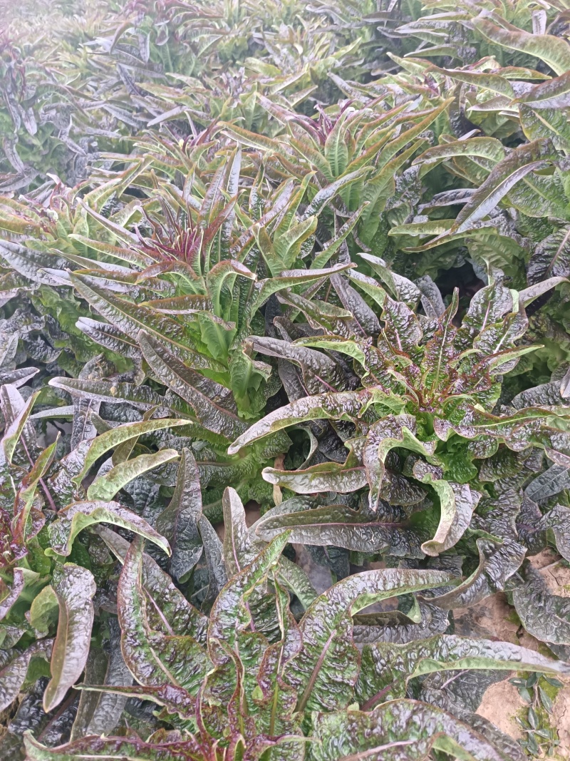 湖南红叶香窝笋供货量大新鲜发货欢迎进店对接全国
