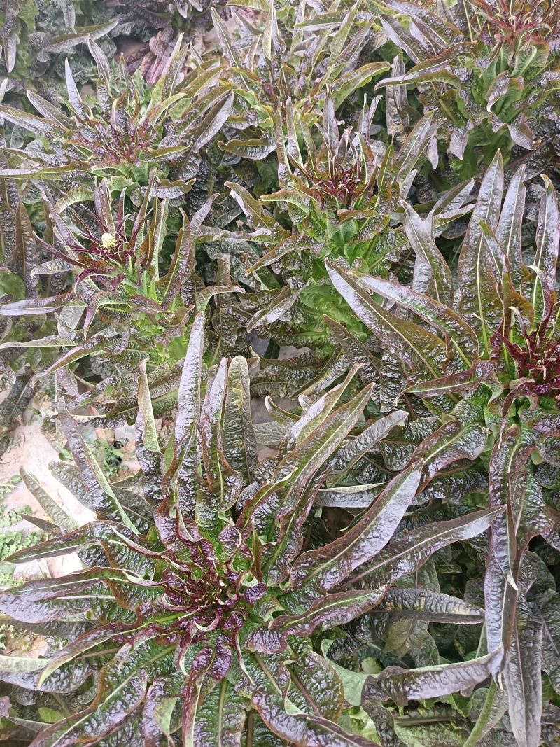 湖南红叶香窝笋供货量大新鲜发货欢迎进店对接全国