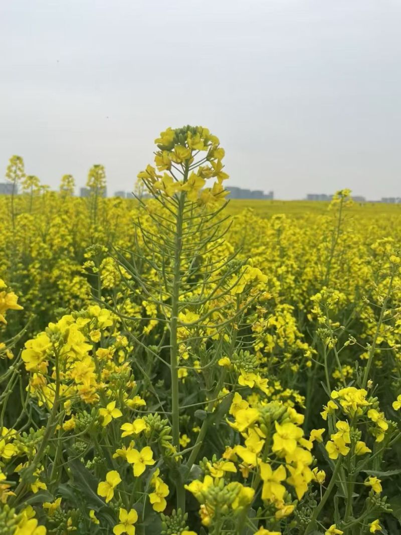 新油菜种子观赏油菜花种子彩色油菜花四季观赏