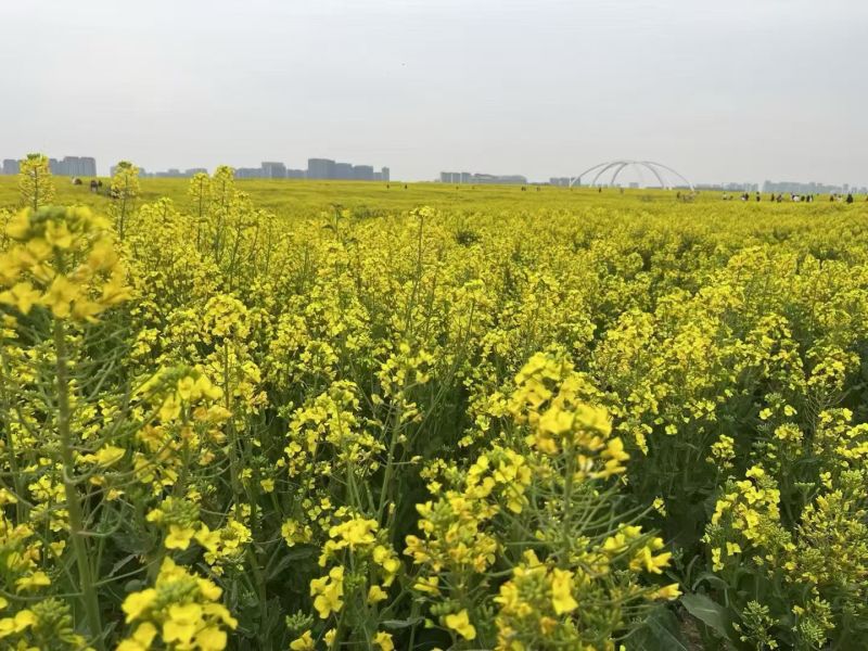 新油菜种子观赏油菜花种子彩色油菜花四季观赏