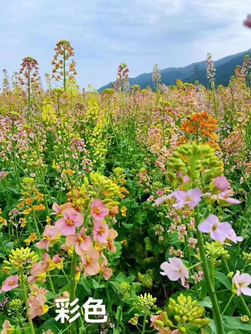 新油菜种子观赏油菜花种子彩色油菜花四季观赏