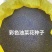 新油菜种子观赏油菜花种子彩色油菜花四季观赏