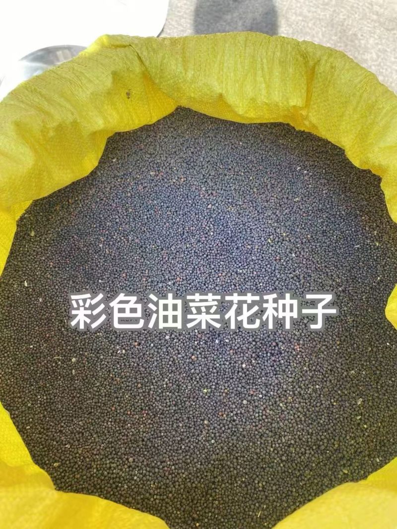 新油菜种子观赏油菜花种子彩色油菜花四季观赏