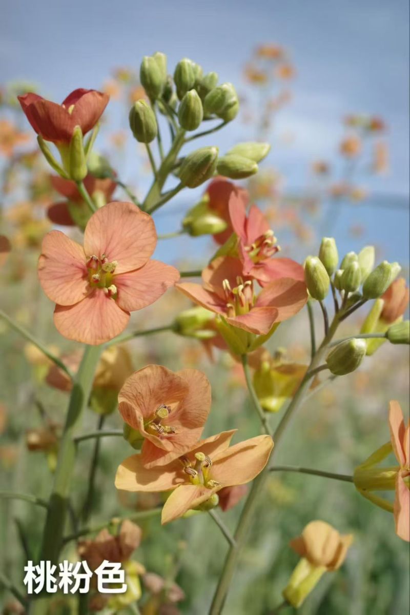 新油菜种子观赏油菜花种子彩色油菜花四季观赏