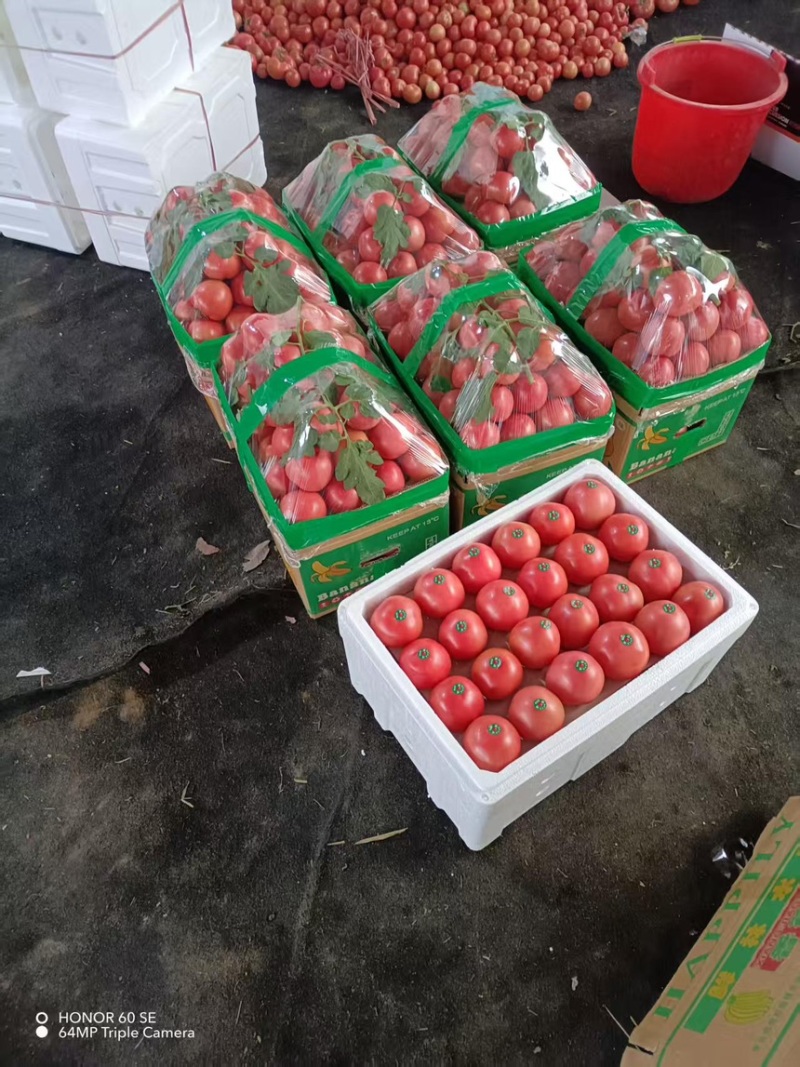 西红柿硬粉西红柿上市中现摘现发品质保障一手货源欢迎