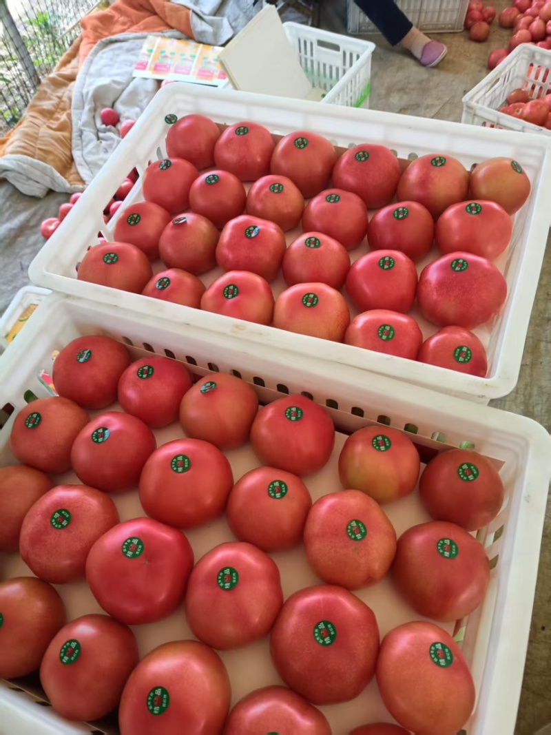 西红柿硬粉西红柿上市中现摘现发品质保障一手货源欢迎
