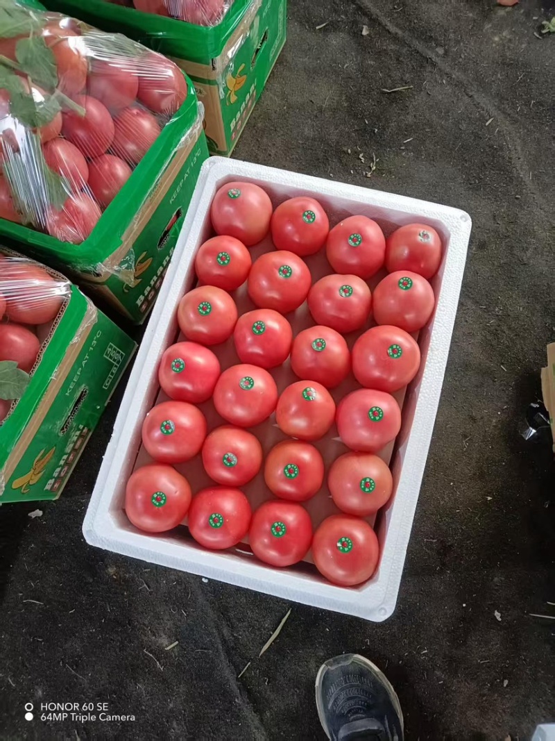 西红柿硬粉西红柿上市中现摘现发品质保障一手货源欢迎