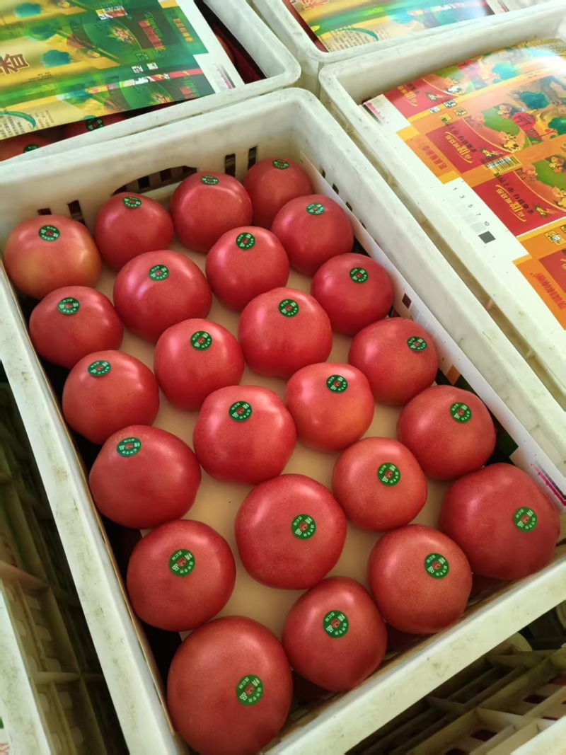 西红柿硬粉西红柿上市中现摘现发品质保障一手货源欢迎