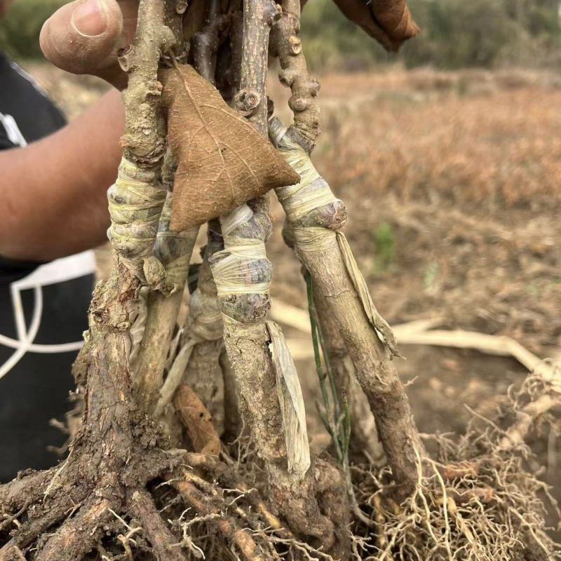 红心猕猴桃，东红，红阳，金红一号，金红50免费技术指导，