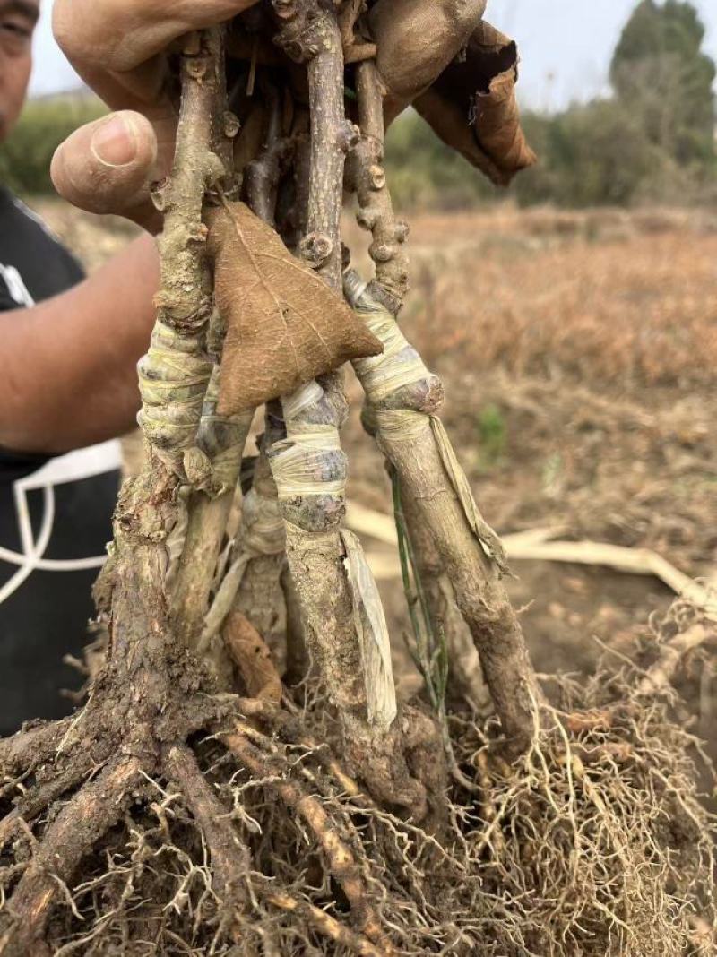 红心猕猴桃，东红，红阳，金红一号，金红50免费技术指导，