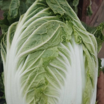 南阳市新野县民富蔬菜种植专业大白菜大量供应量大从优