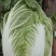 南阳市新野县民富蔬菜种植专业大白菜大量供应量大从优