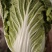 南阳市新野县民富蔬菜种植专业大白菜大量供应量大从优