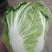 南阳市新野县民富蔬菜种植专业大白菜大量供应量大从优