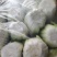 南阳市新野县民富蔬菜种植专业大白菜大量供应量大从优