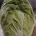 南阳市新野县民富蔬菜种植专业大白菜大量供应量大从优