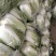 南阳市新野县民富蔬菜种植专业大白菜大量供应量大从优
