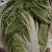 南阳市新野县民富蔬菜种植专业大白菜大量供应量大从优