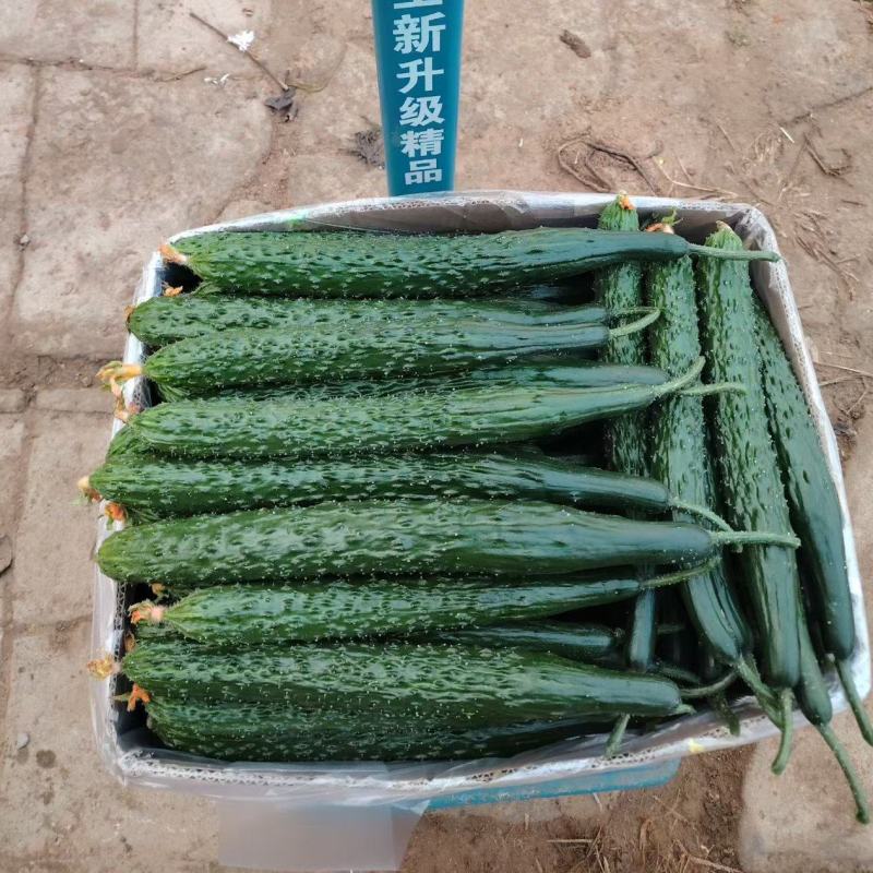 暖棚密刺黄瓜干花青瓤油瓜